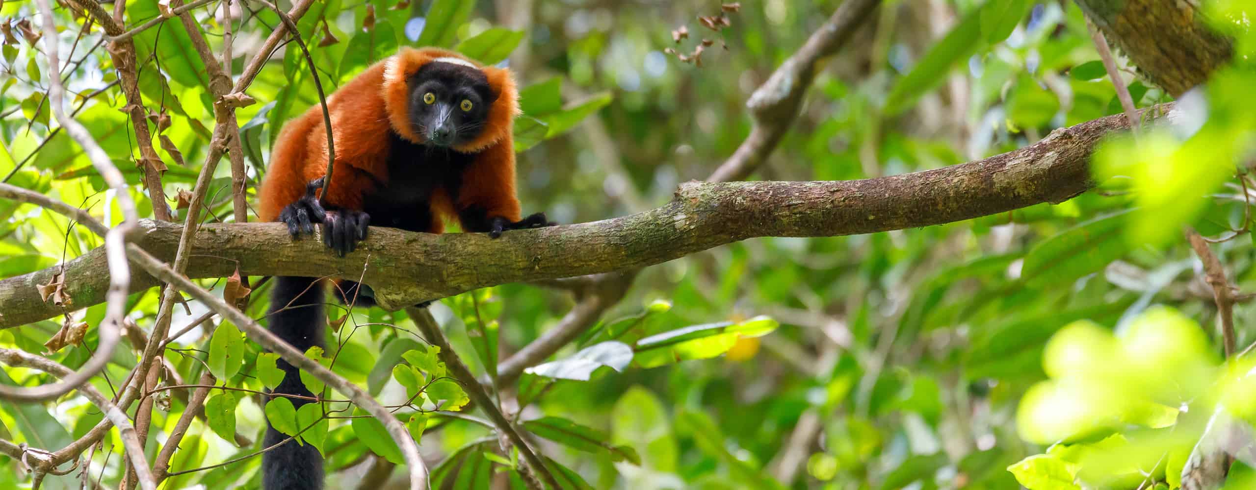 Red Ruffed Lemur, Madagascar